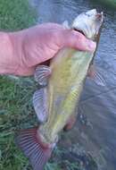 Image of Black Bullhead