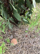 Arctostaphylos viscida subsp. viscida resmi