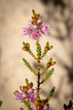 Image de Verticordia centipeda A. S. George