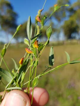 Image of Zornia dyctiocarpa var. dyctiocarpa