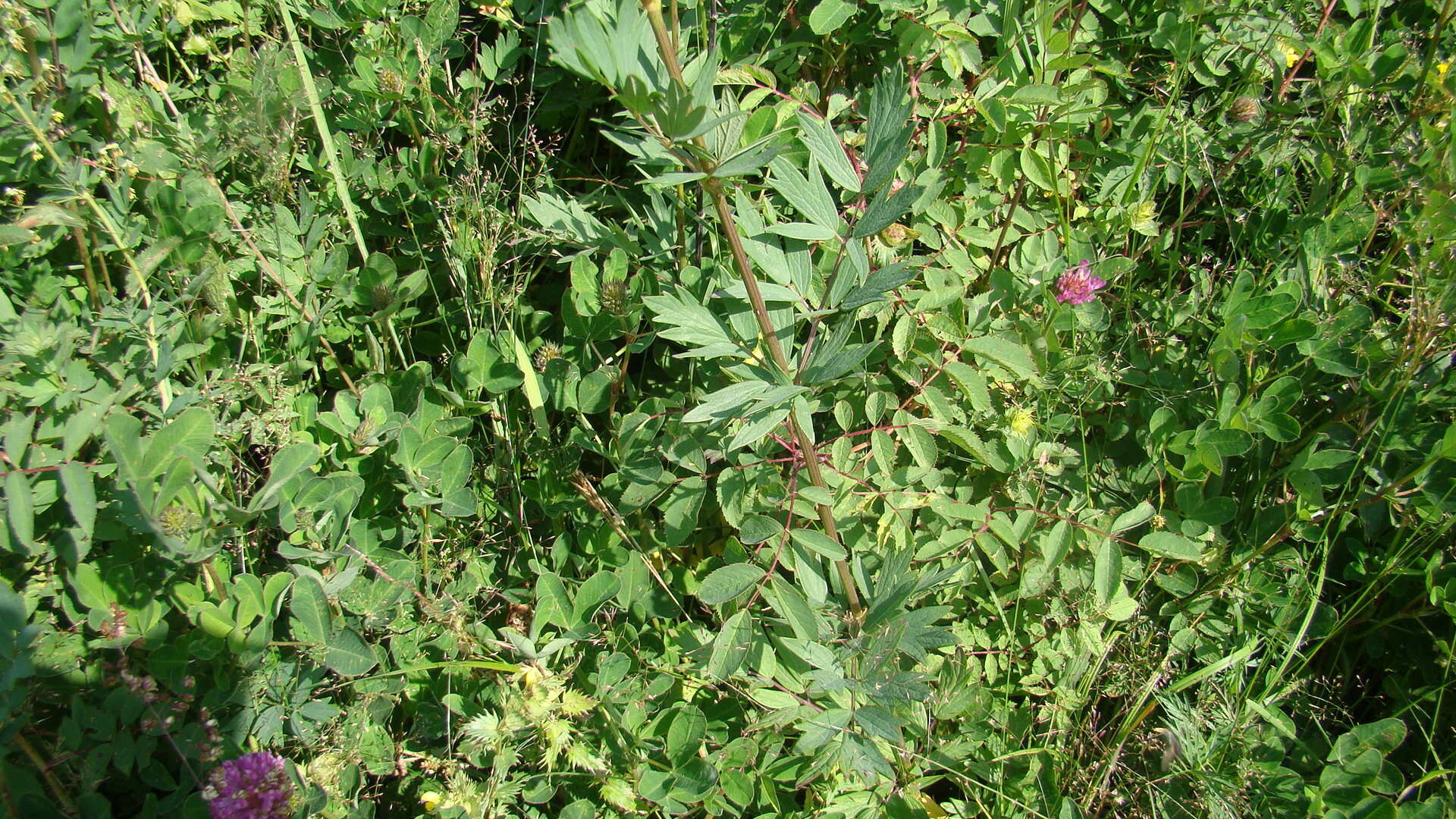 Image of Thalictrum simplex L.