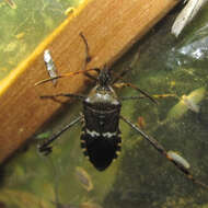 Image of western leaf-footed bug