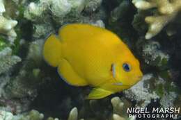 Image of Cocos pygmy angelfish