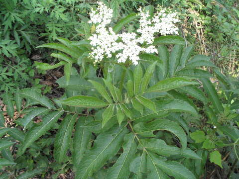 Image of Sambucus adnata Wall.