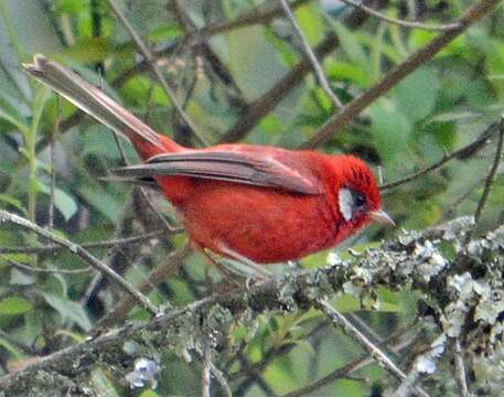 Cardellina rubra (Swainson 1827) resmi