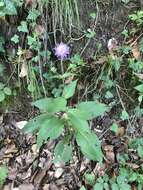 صورة Knautia dipsacifolia Kreutzer