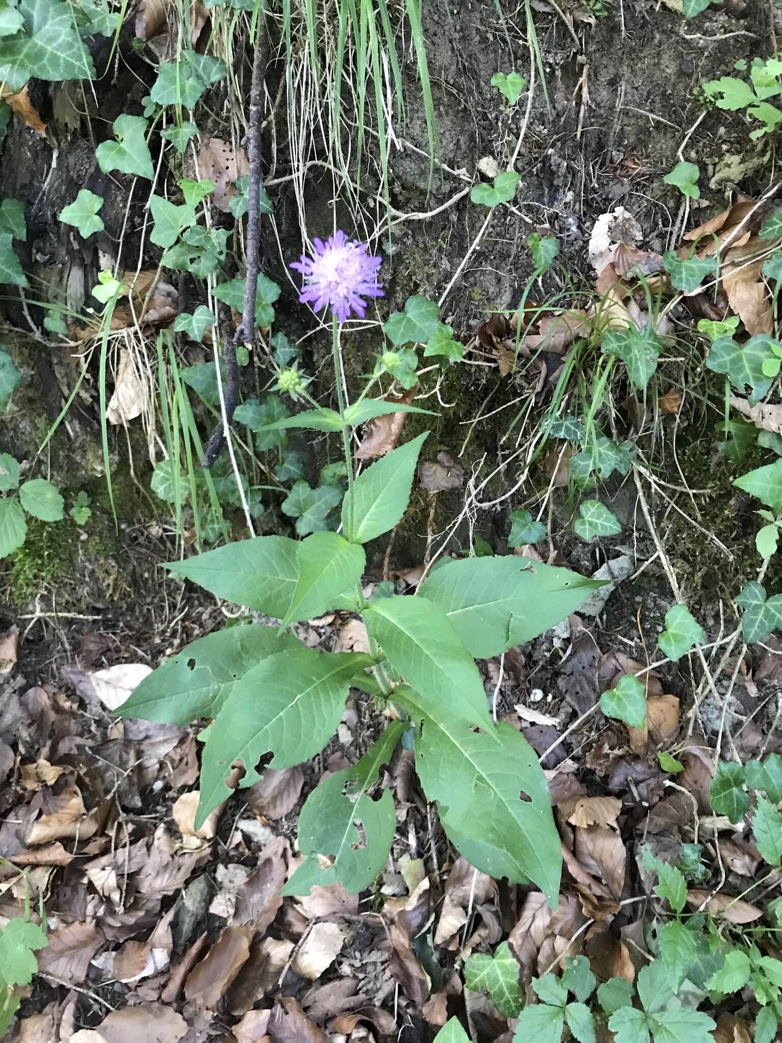 صورة Knautia dipsacifolia Kreutzer