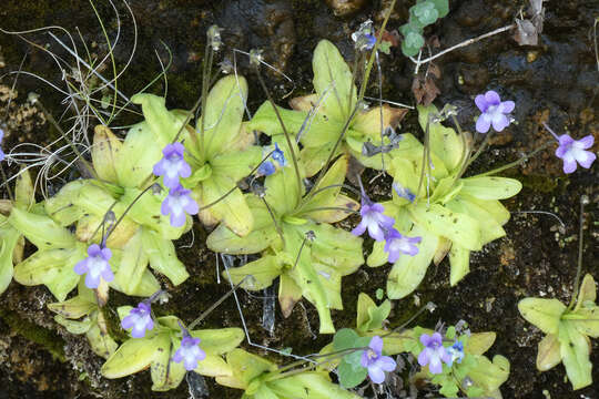 Image of Pinguicula dertosensis (Cañig.) G. Mateo Sanz & M. B. Crespo Villalba