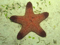 Image of Blunt Arm Sea Star