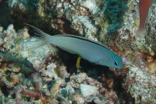 Meiacanthus atrodorsalis (Günther 1877) resmi