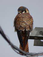 Image de Falco sparverius cinnamominus Swainson 1838