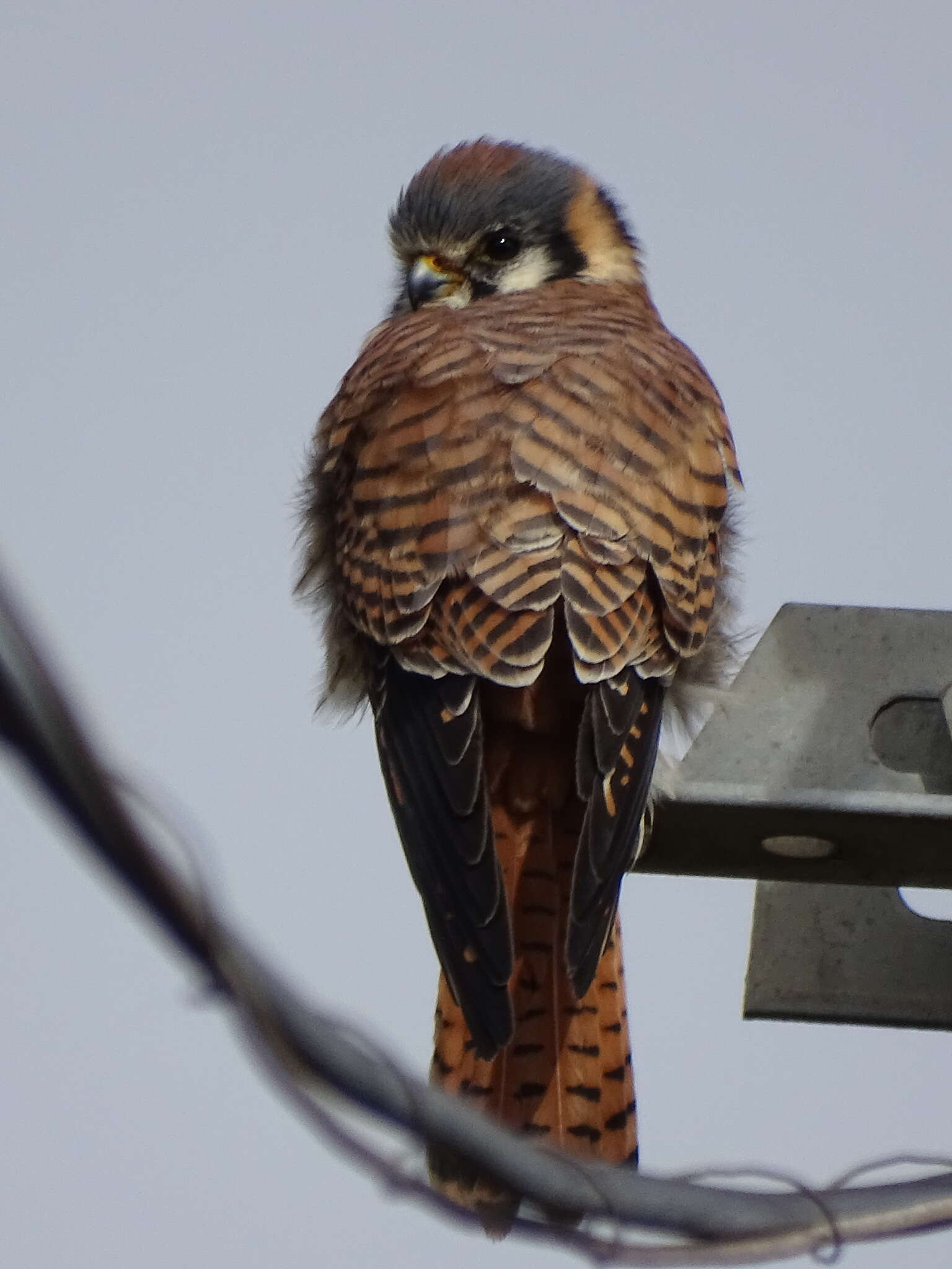 Image of Falco sparverius cinnamominus Swainson 1838