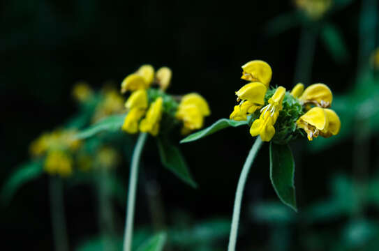 Image of shrubby Jerusalem sage