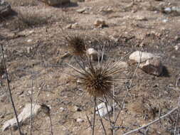 Image of Echinops polyceras Boiss.