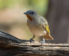 Imagem de Conopophila rufogularis (Gould 1843)