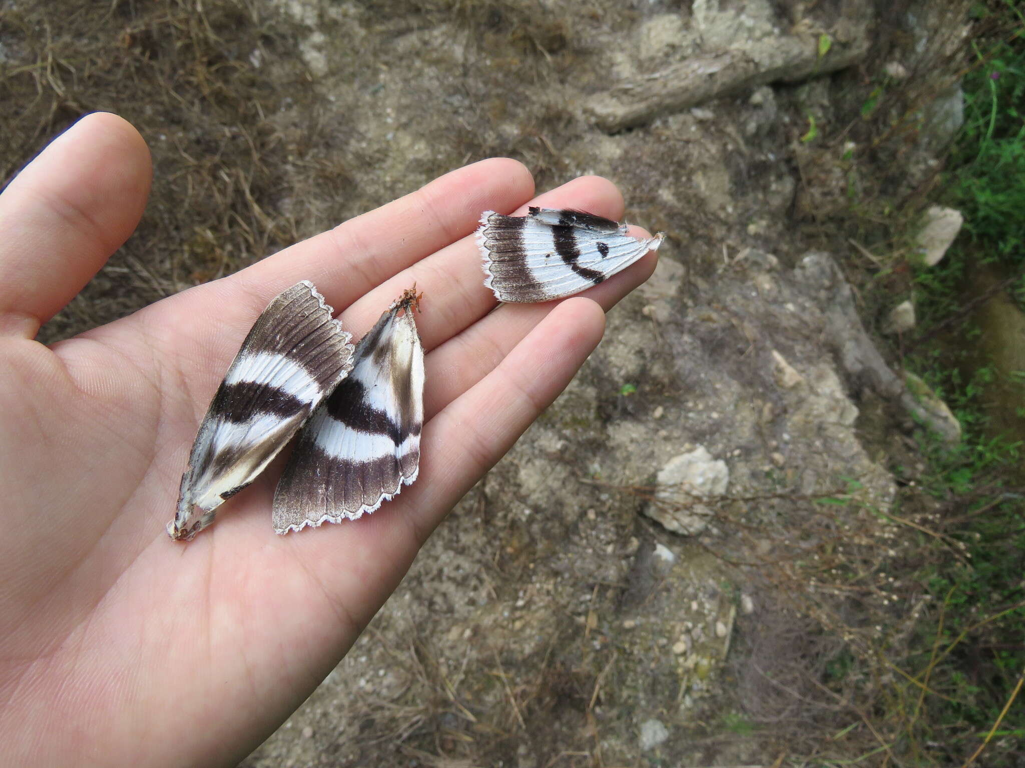 Image of clifden nonpareil