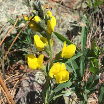 Thermopsis divaricarpa A. Nelson的圖片