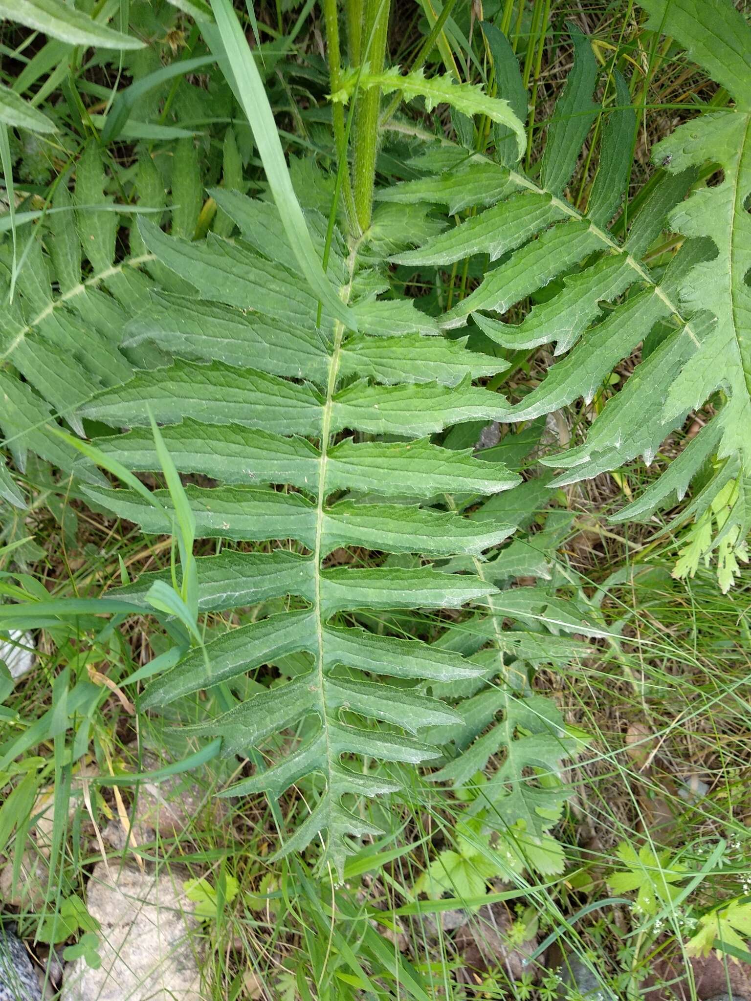 Image de Cirsium erisithales (Jacq.) Scop.