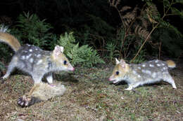 Image of quoll