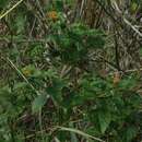 صورة Lantana tiliaefolia