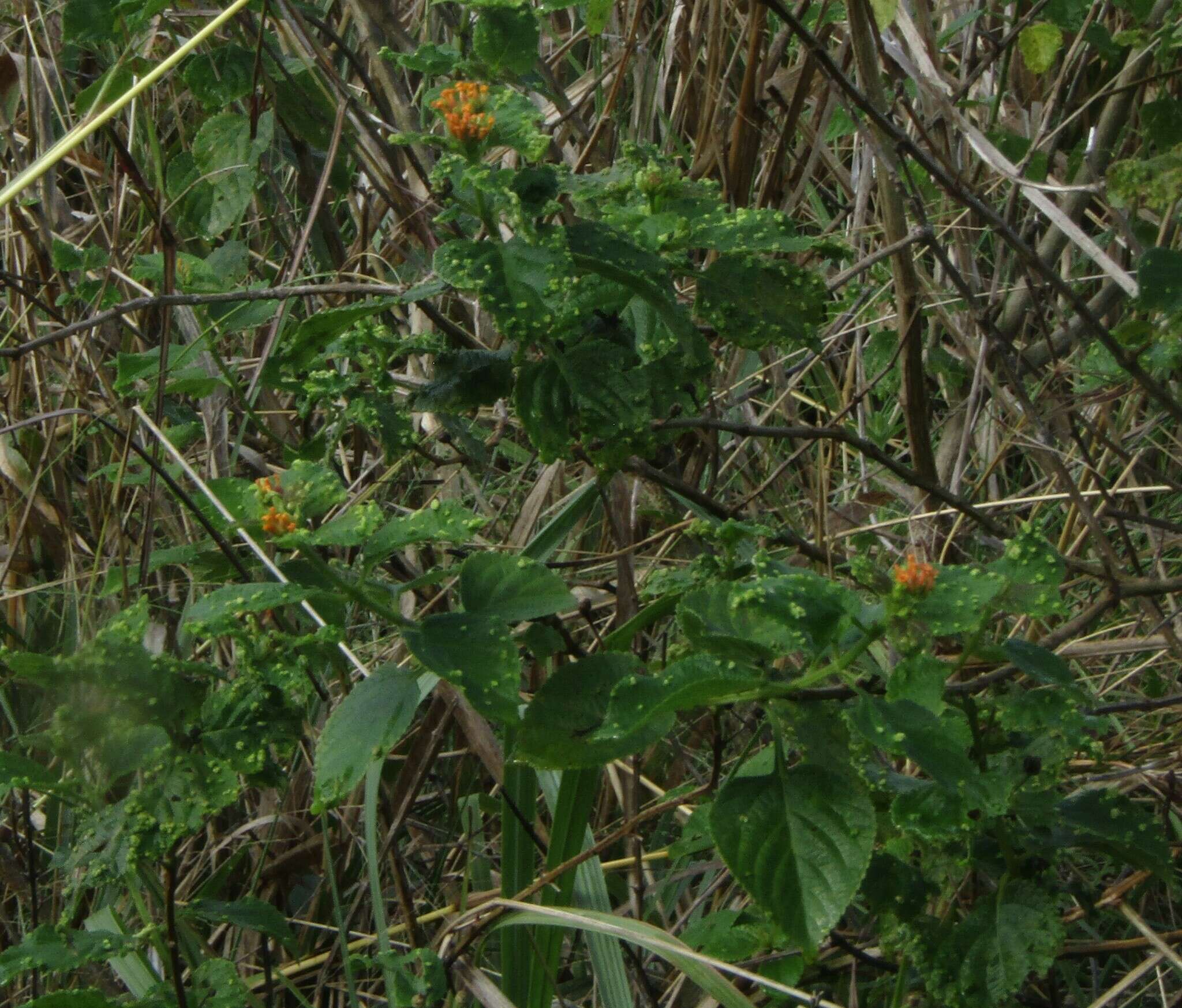 Image of Lantana tiliaefolia