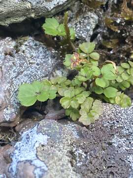 Image of Cardamine caldeirarum Guthnick