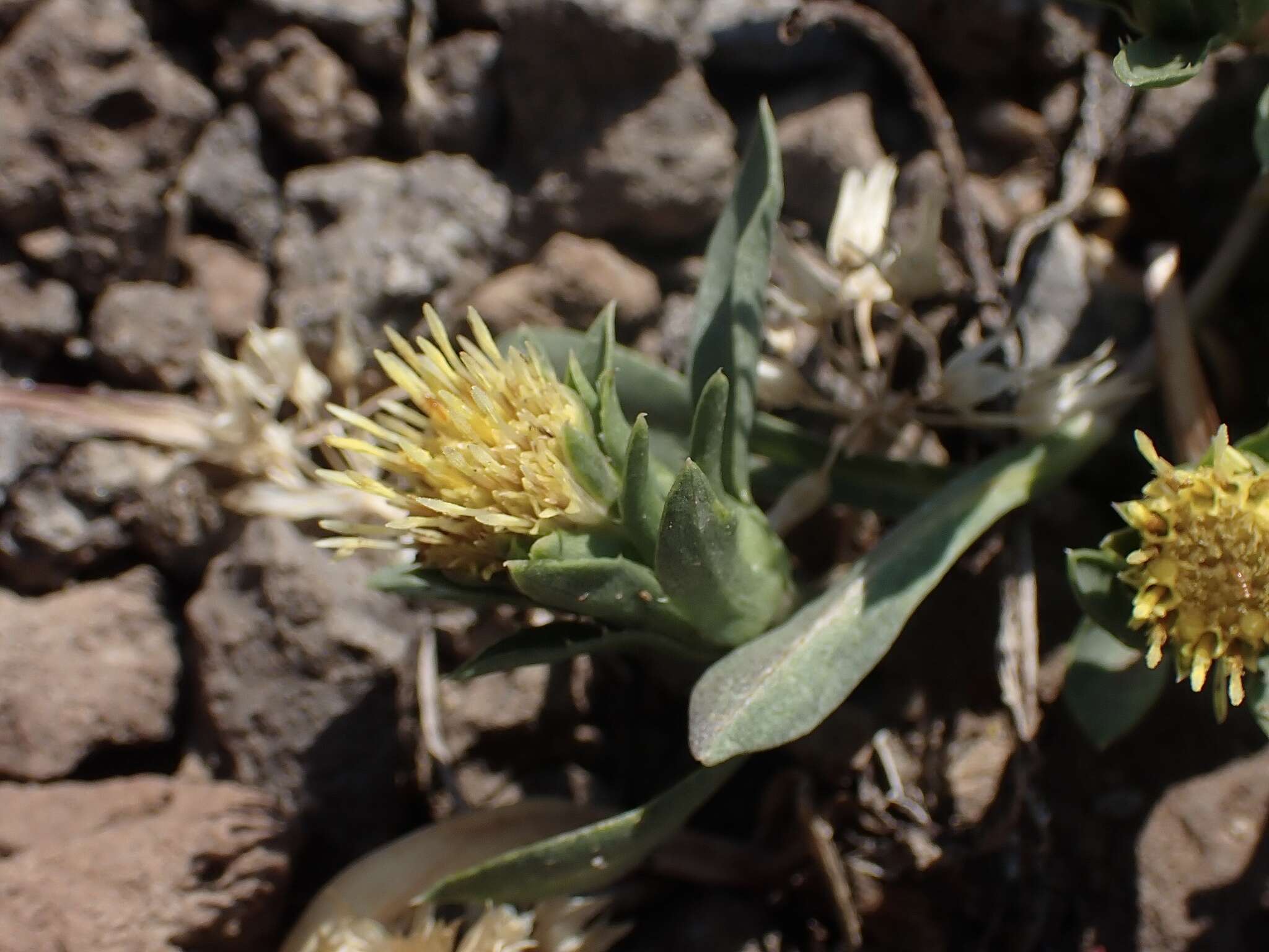 Imagem de Pyrrocoma carthamoides var. cusickii (A. Gray) J. T. Kartesz & K. N. Gandhi