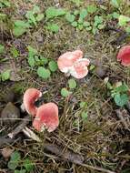 Image of Russula rubellipes Fatto 1998