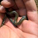 Image of Gray's earth snake