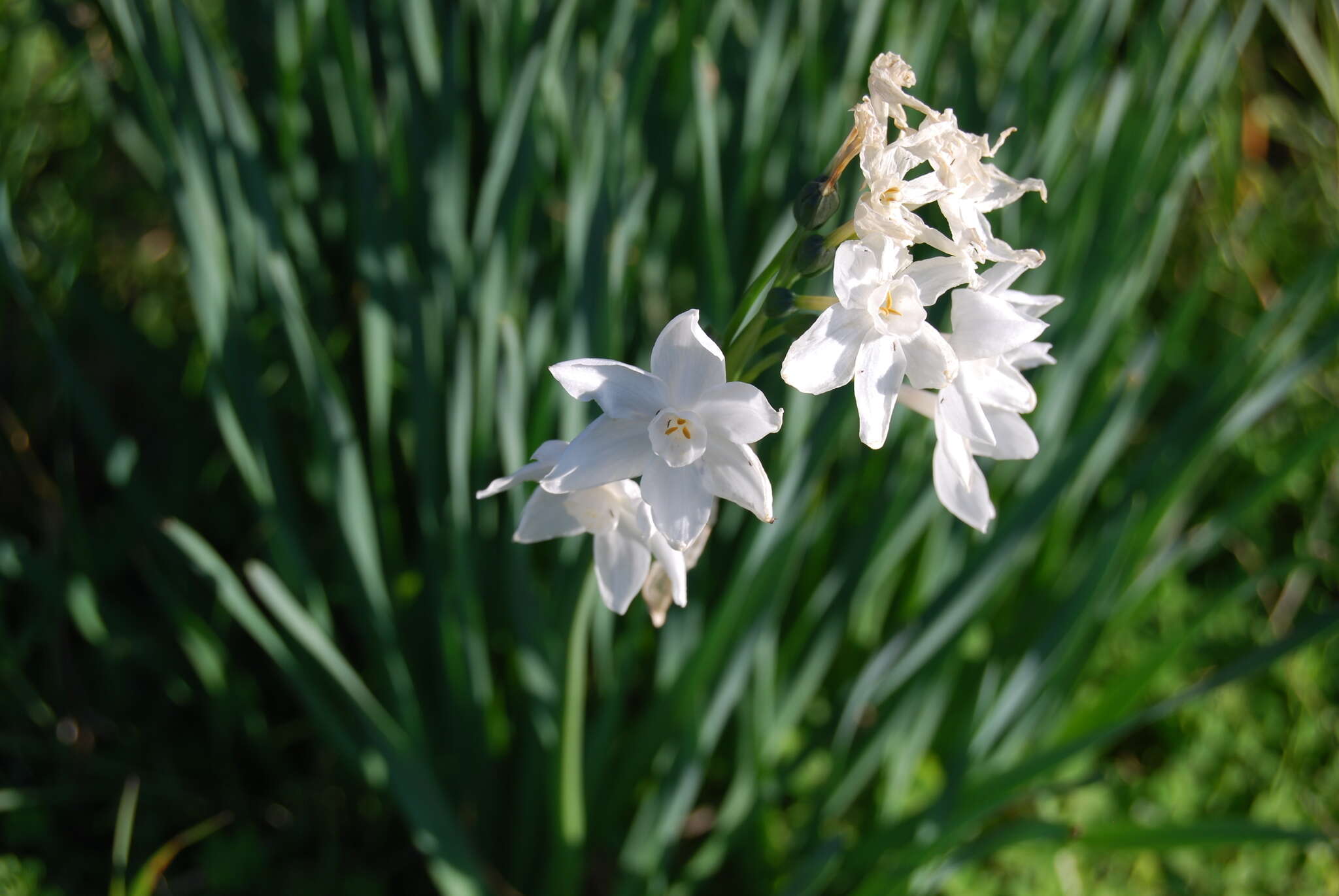 Image of paperwhite narcissus