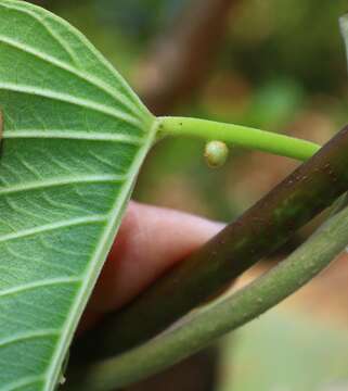 Слика од Ipomoea campanulata L.