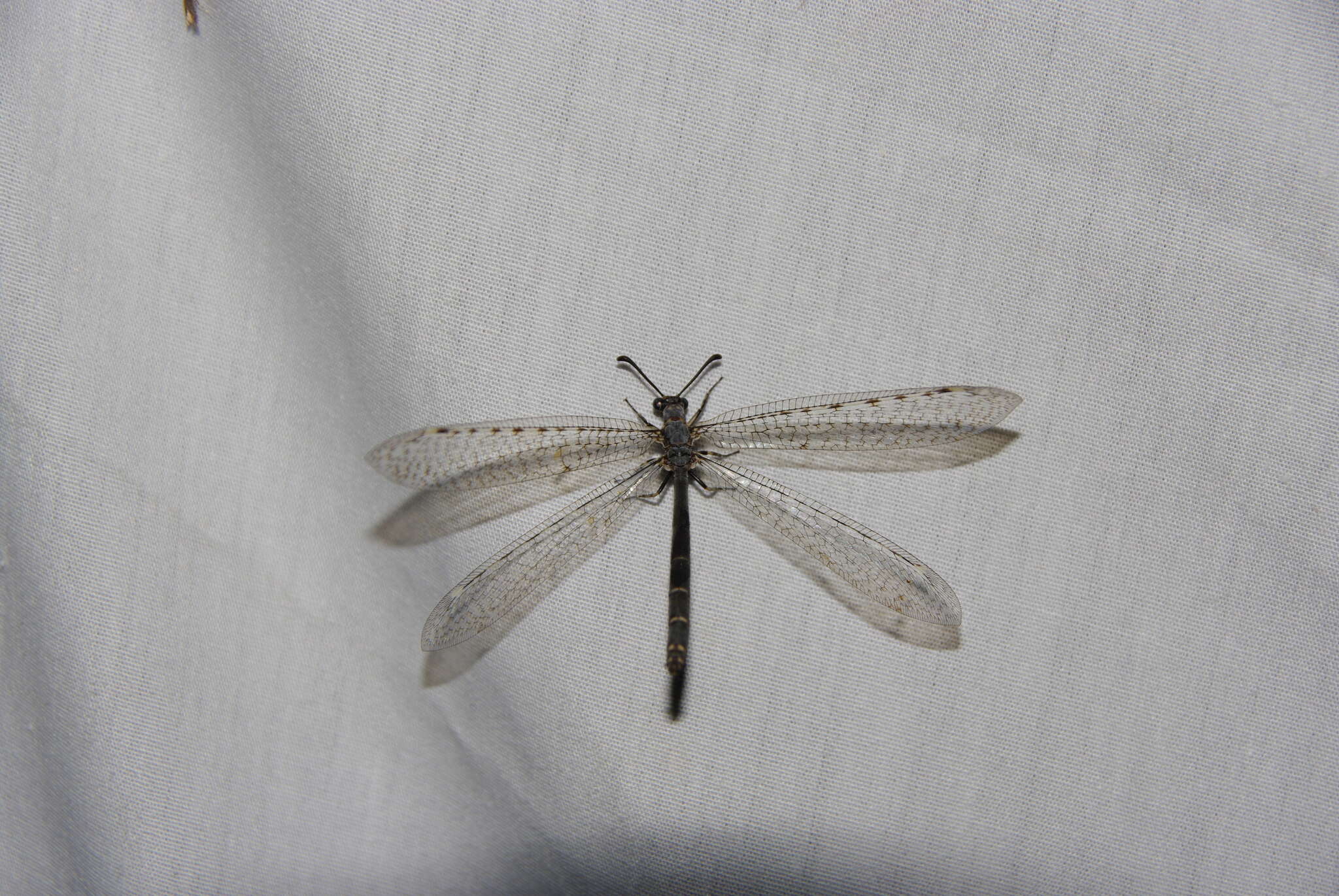 Image of Myrmeleon (Myrmeleon) exitialis Walker 1853