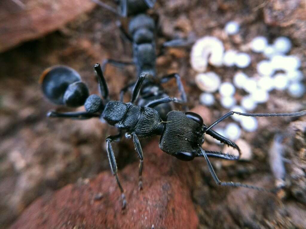 Image of Myrmecia tepperi Emery 1898