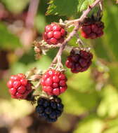 Image of Himalayan berry