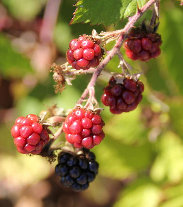 Image of Himalayan berry