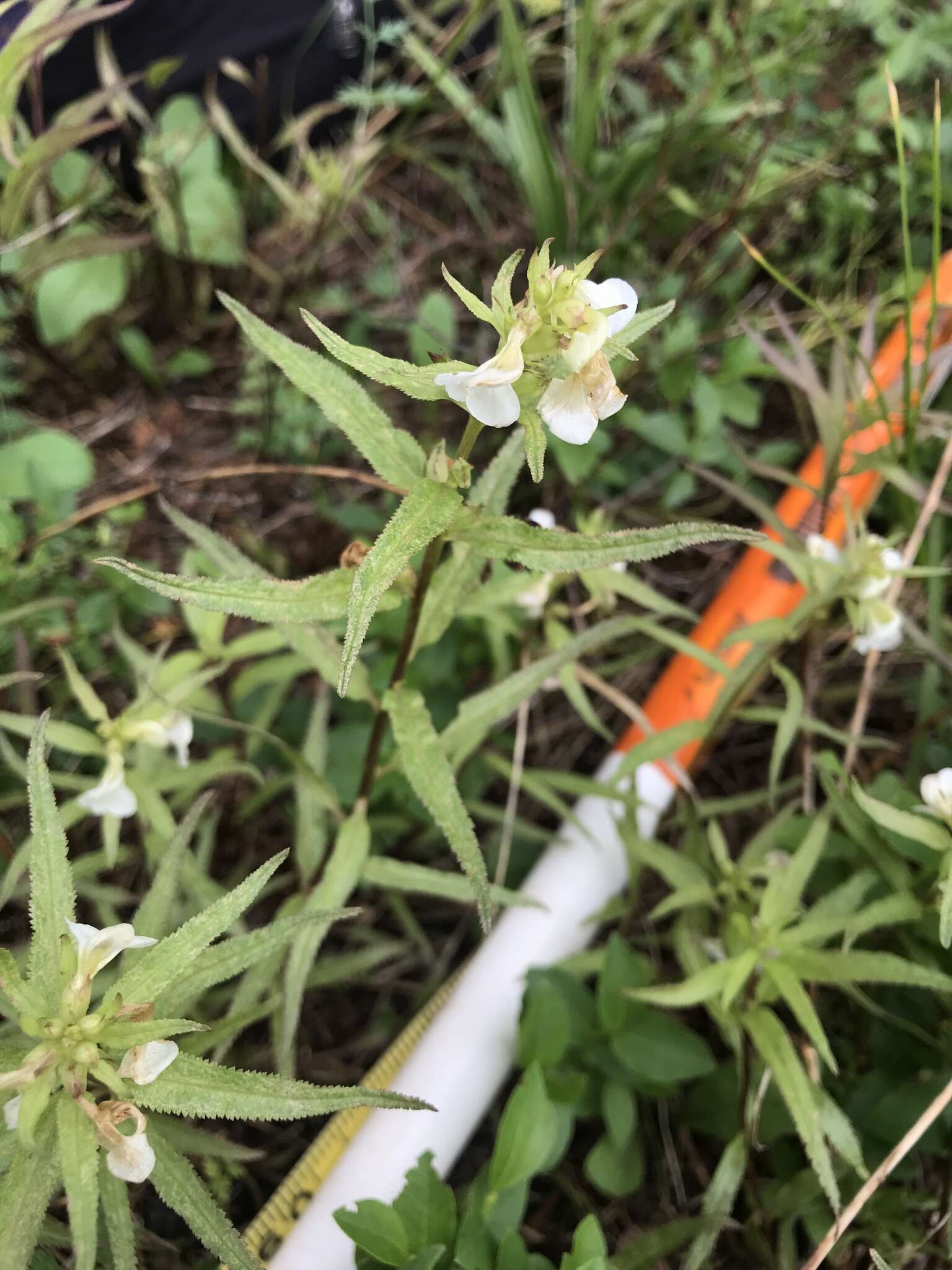 Image of sickletop lousewort