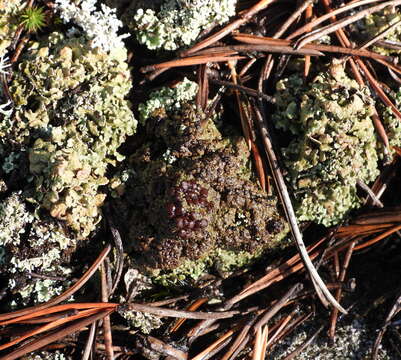 Image of placynthiella lichen