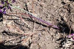 Image of fringed onion