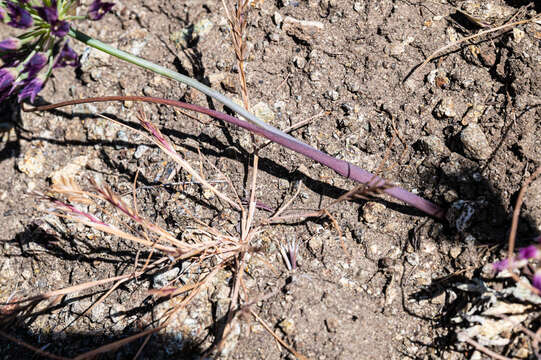 Image of fringed onion