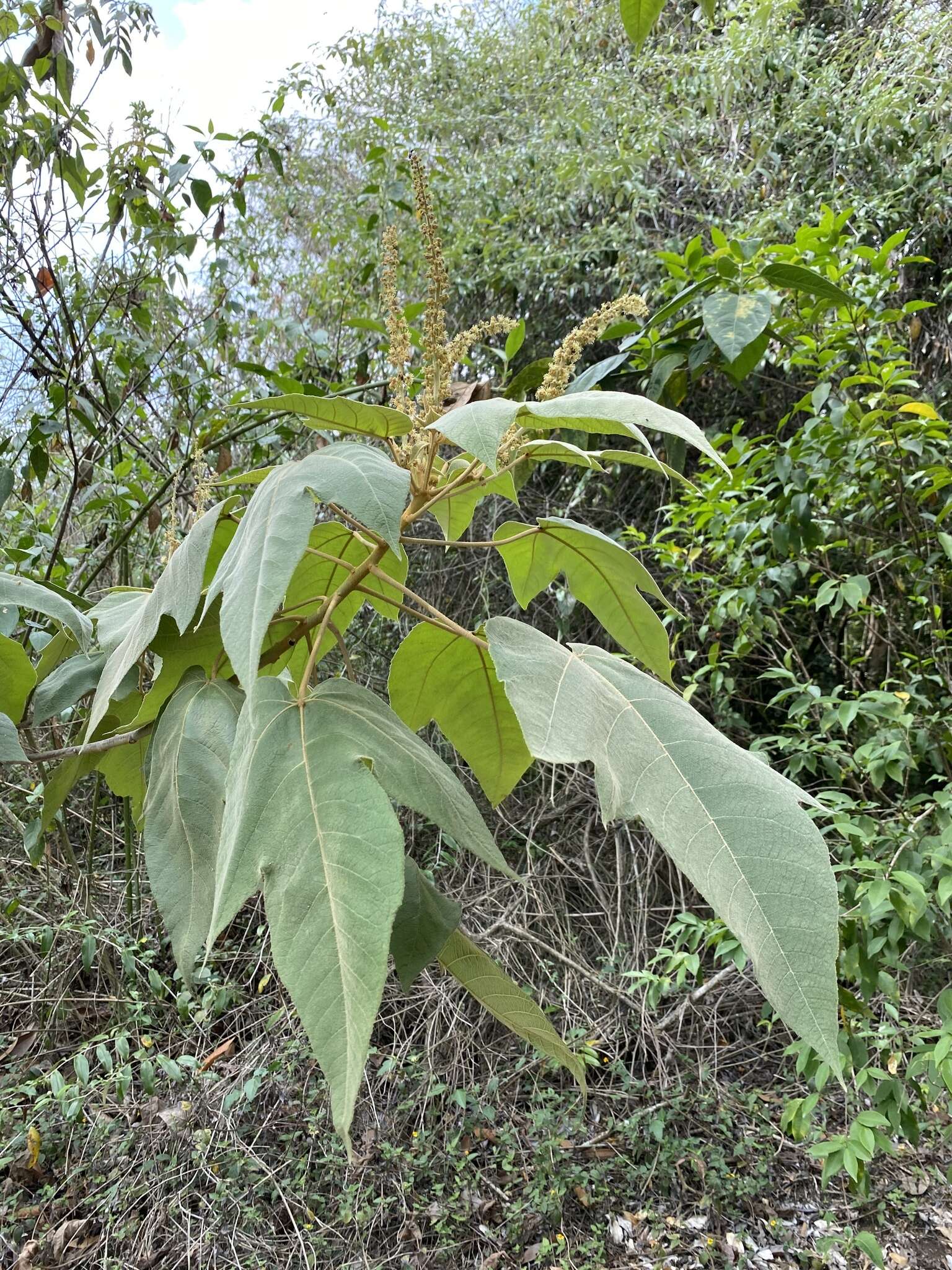 Image of Croton gossypiifolius Vahl