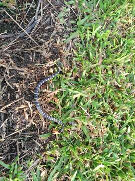 Image of Variable Reed Snake