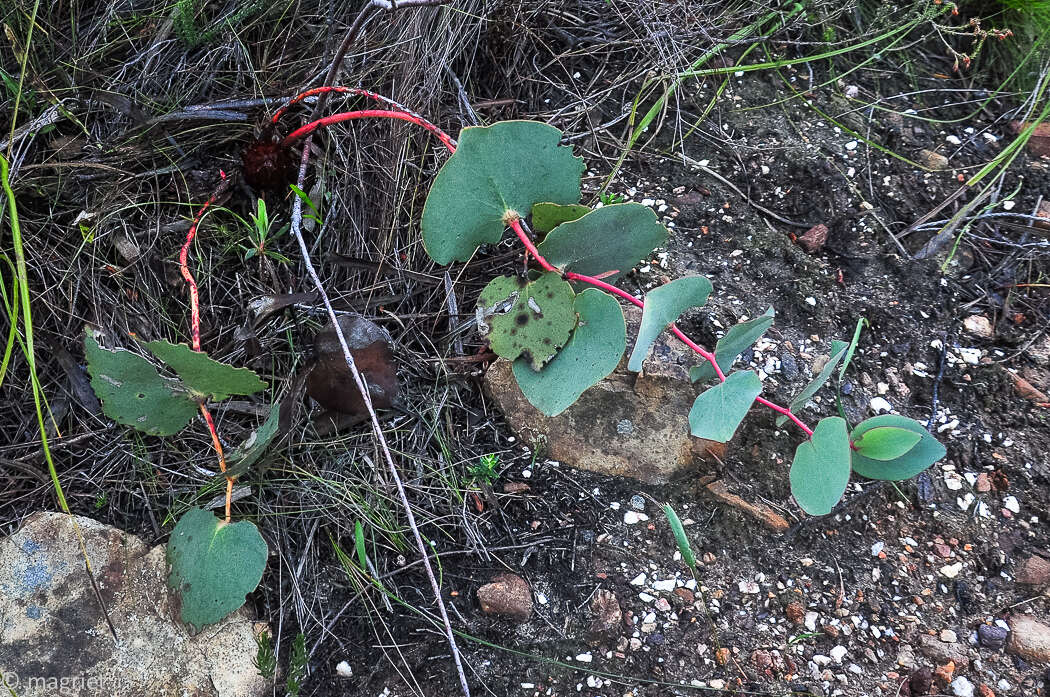 Imagem de Protea cordata Thunb.