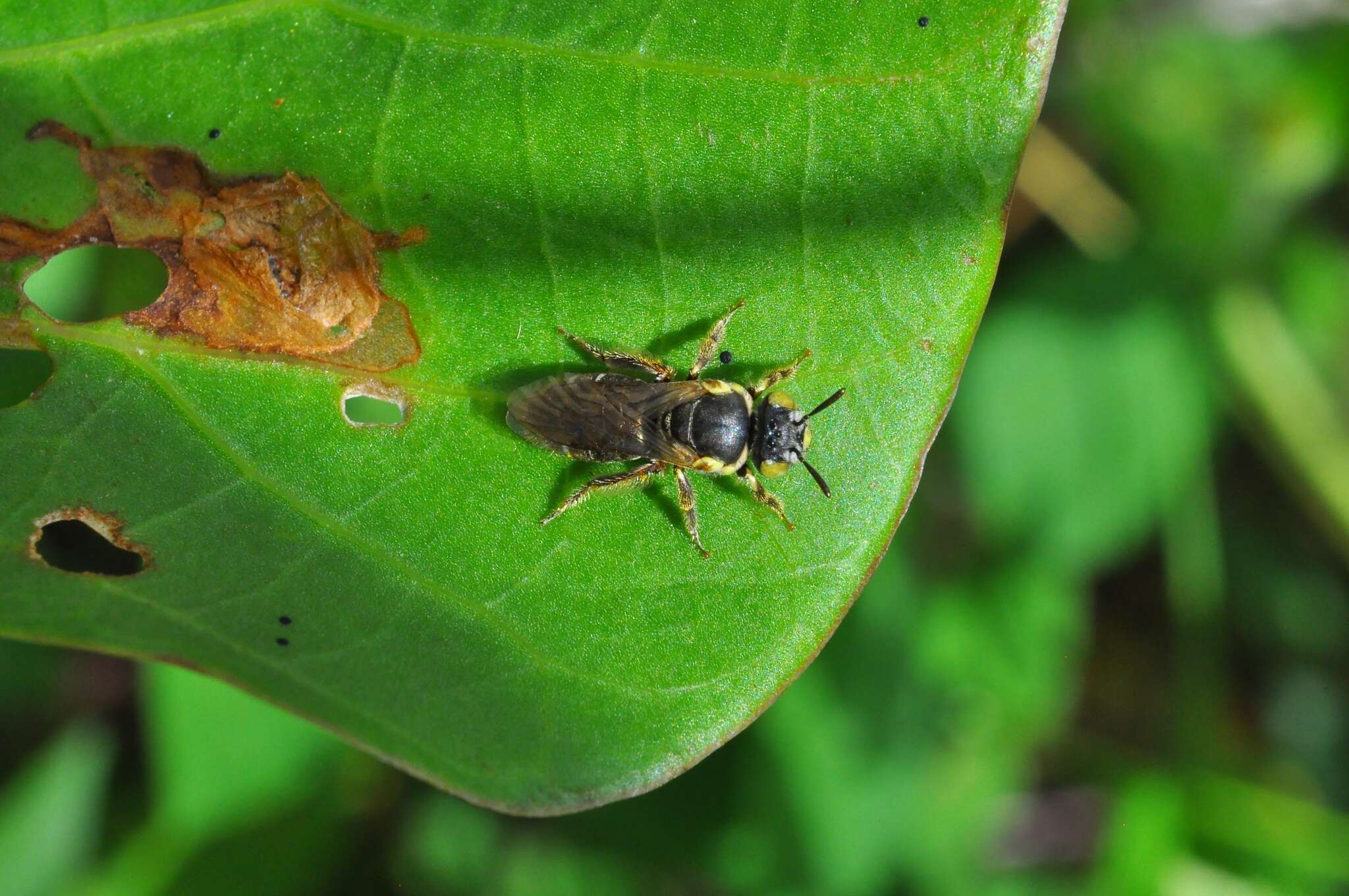 Image of Protomeliturga turnerae (Ducke 1907)