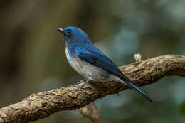 Image of Cyornis hainanus hainanus (Ogilvie-Grant 1900)