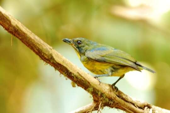 Image of Prionochilus Strickland 1841