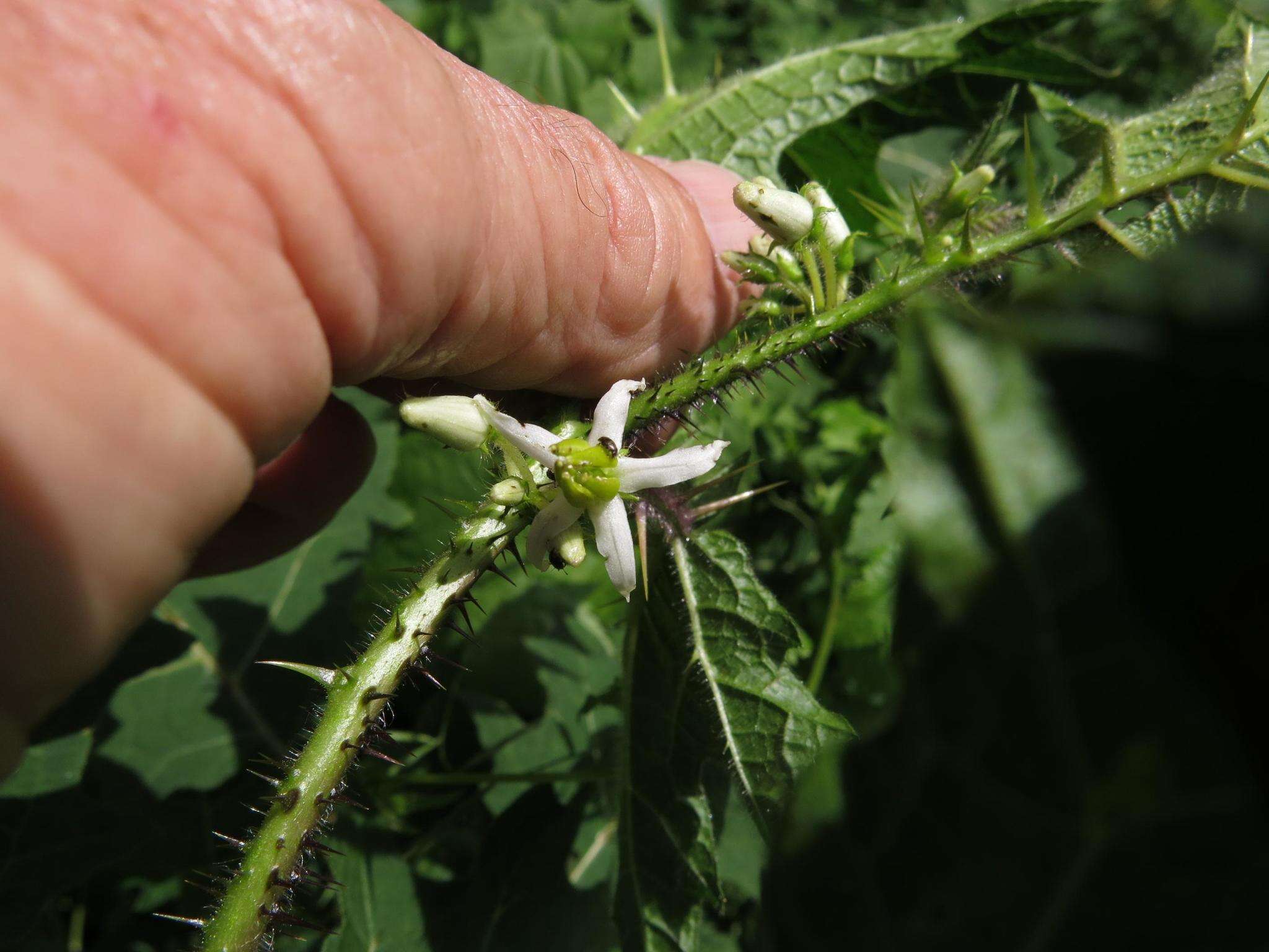 Image of Solanum aculeatissimum Jacquin