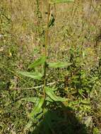 Image of Florida Sunflower