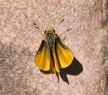 Image of Orange Skipperling