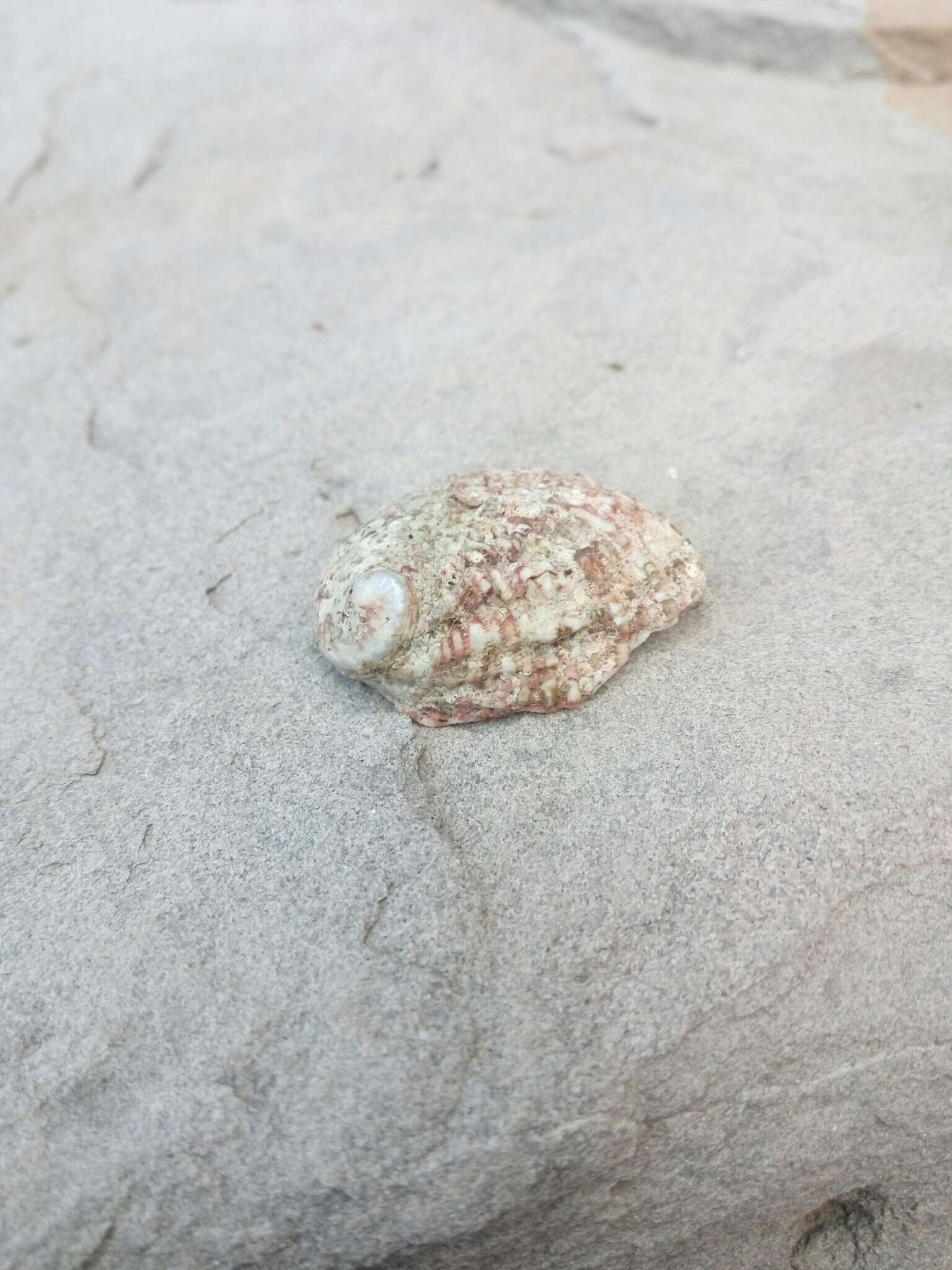 Image of Abalone