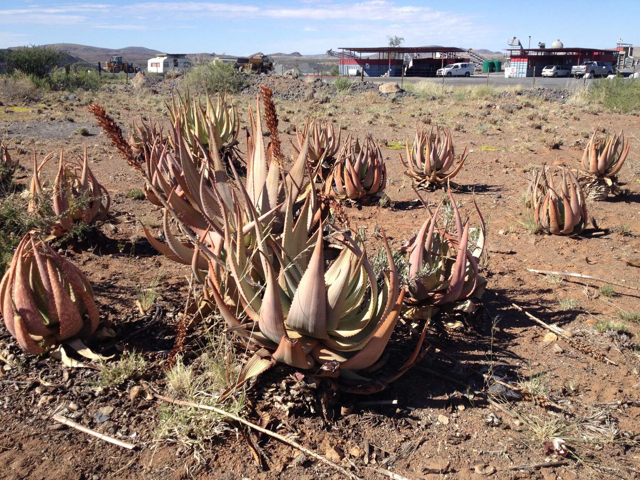 Image of Aloe gariepensis Pillans